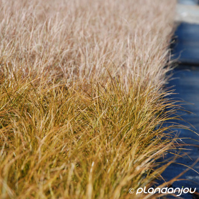Carex testacea 'Prairie Fire'