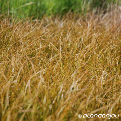 Carex testacea 'Prairie Fire'