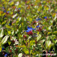 Ceratostigma plumbaginoides