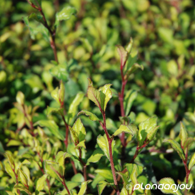 Ceratostigma willmottianum