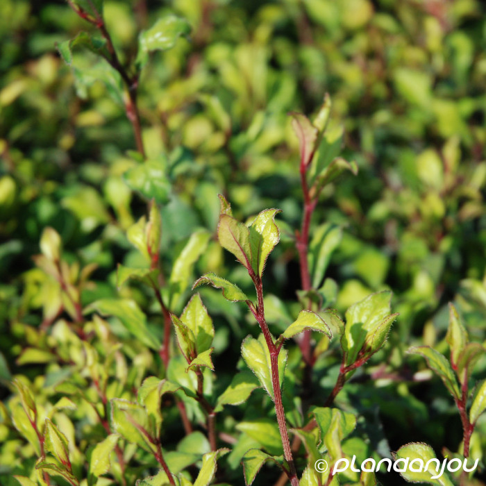 Ceratostigma willmottianum