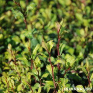 Ceratostigma willmottianum