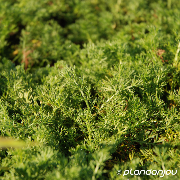 Chamaemelum nobile 'Treneague'