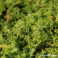 Chamaemelum nobile 'Treneague'