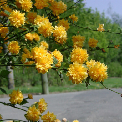 Kerria japonica 'Pleniflora'