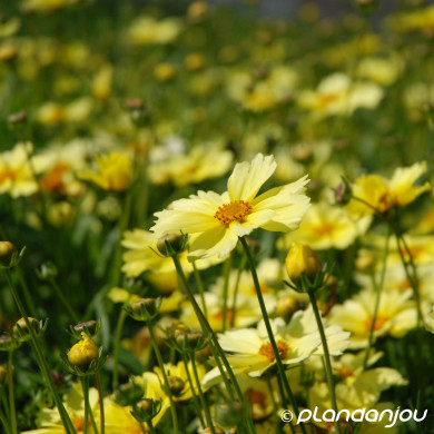 Coreopsis 'Full Moon'®