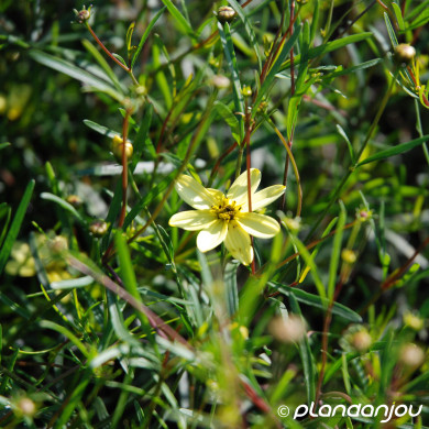 Coreopsis verticillata 'Moonbeam'