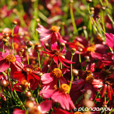 Coreopsis verticillata 'Ruby Red'