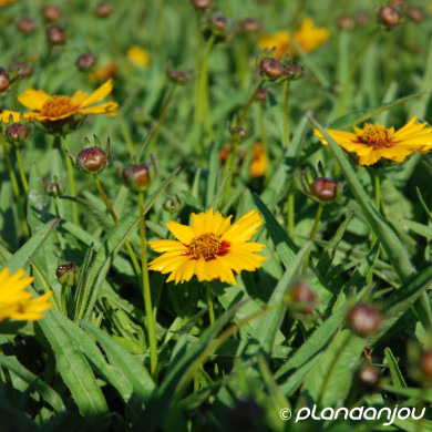 Coreopsis grandiflora 'Sunfire'