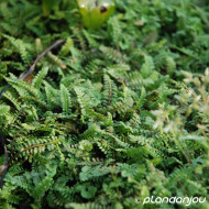 Cotula potentillina