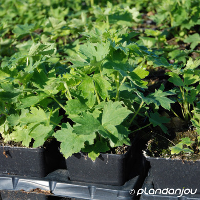 Delphinium 'Summer Skies'