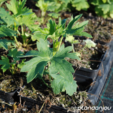 Delphinium 'Summer Skies'