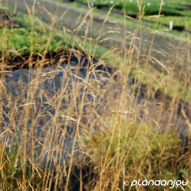 Deschampsia cespitosa 'Goldtau'