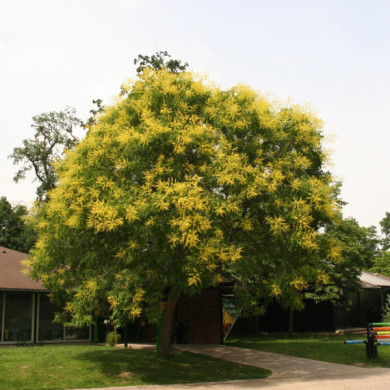 Koelreuteria paniculata