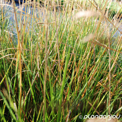 Deschampsia cespitosa 'Goldtau'