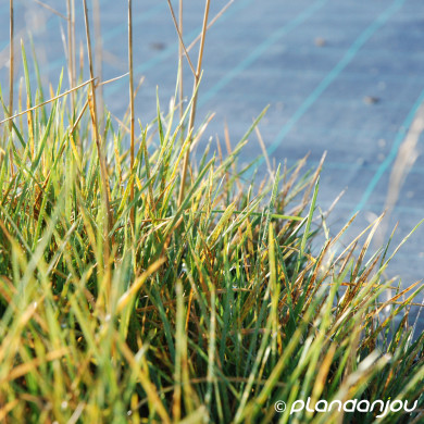 Deschampsia cespitosa 'Goldschleier'