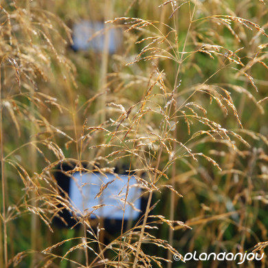 Deschampsia cespitosa 'Palava'