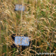 Deschampsia cespitosa 'Palava'