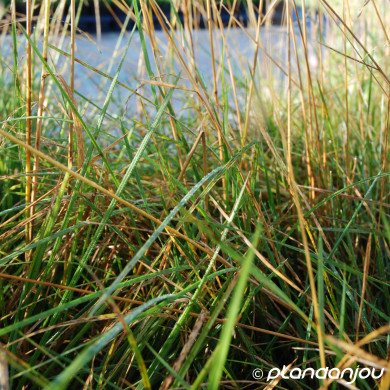 Deschampsia cespitosa 'Pixie Fountain'