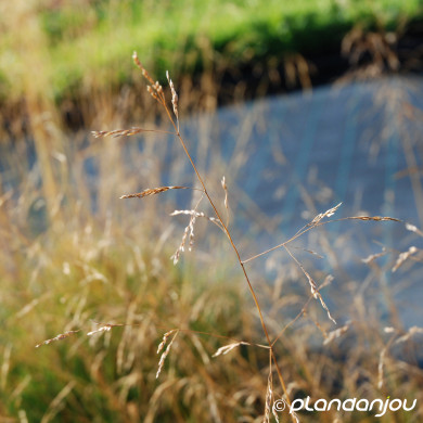Deschampsia cespitosa 'Pixie Fountain'