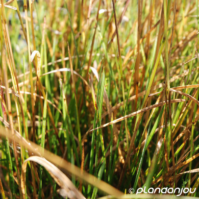 Deschampsia cespitosa 'Tautrager'