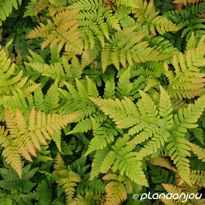 Dryopteris erythrosora