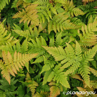 Dryopteris erythrosora