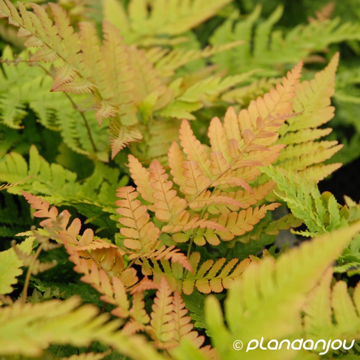 Dryopteris erythrosora