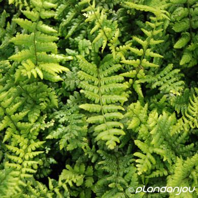 Dryopteris wallichiana