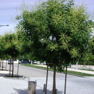 Koelreuteria paniculata