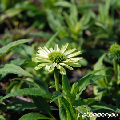 Echinacea purpurea 'Green Jewel'