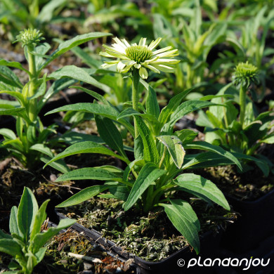 Echinacea purpurea 'Green Jewel'