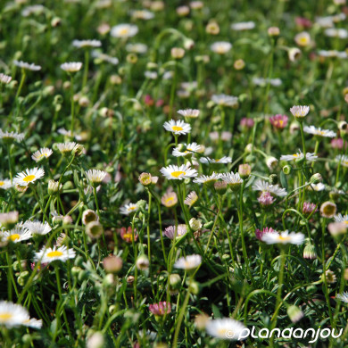 Erigeron karvinskianus