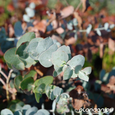 Eucalyptus cinerea Silver Dollar
