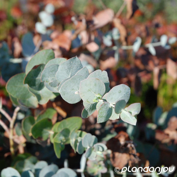 Eucalyptus cinerea Silver Dollar