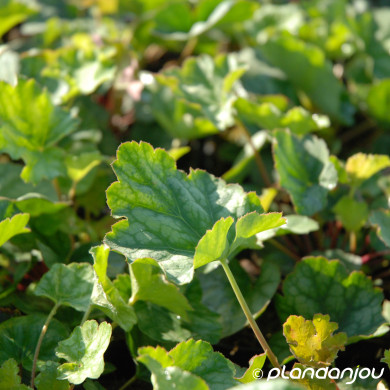 Heuchera americana 'Dale'