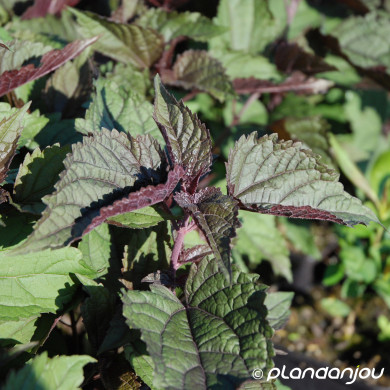 Eupatorium rugosum 'Chocolate'
