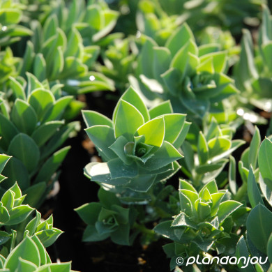 Euphorbia myrsinites