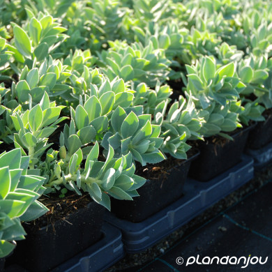 Euphorbia myrsinites