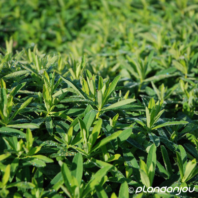 Euphorbia epithymoides 'Bonfire'