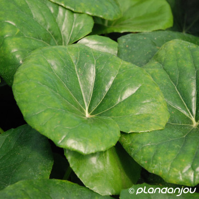 Farfugium japonicum var. giganteum