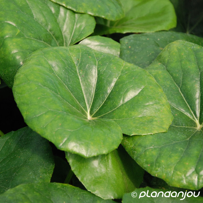 Farfugium japonicum var. giganteum