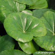 Farfugium japonicum var. giganteum
