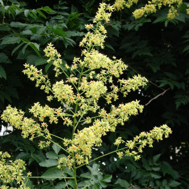 Koelreuteria paniculata
