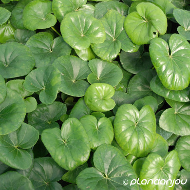 Farfugium japonicum var. giganteum