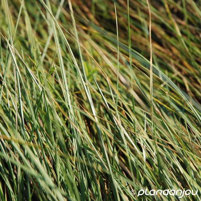 Festuca mairei