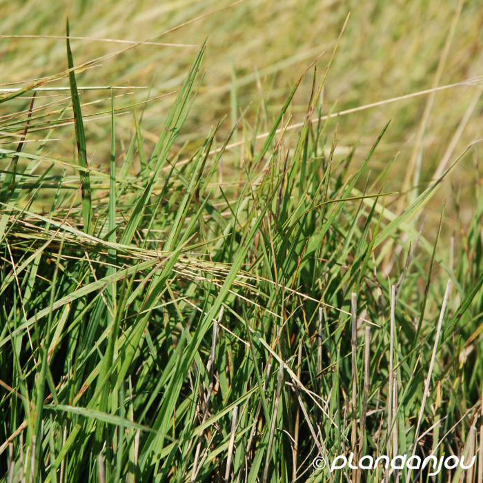 Festuca mairei