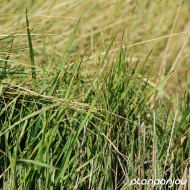 Festuca mairei