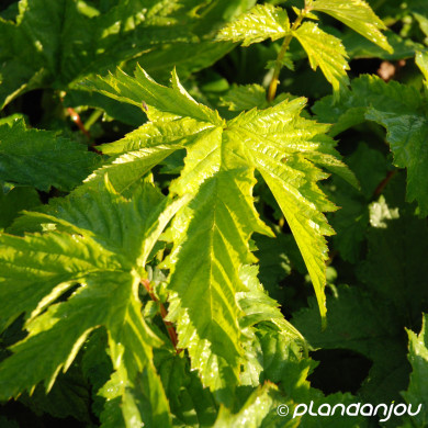 Filipendula purpurea 'Elegans'