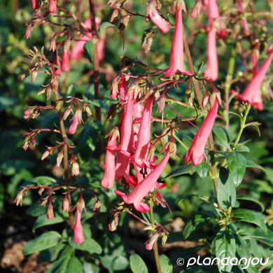 Phygelius xrectus 'African Queen'
